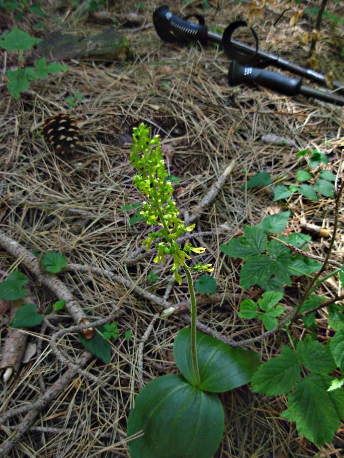 Neottia ovata